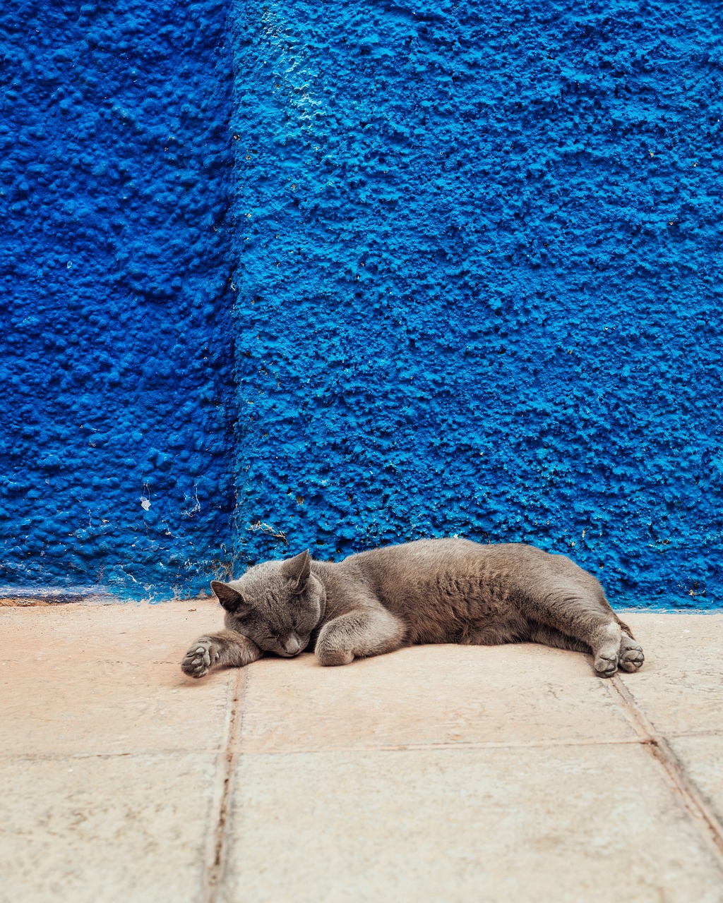 cat, sleep, wall-4358985.jpg